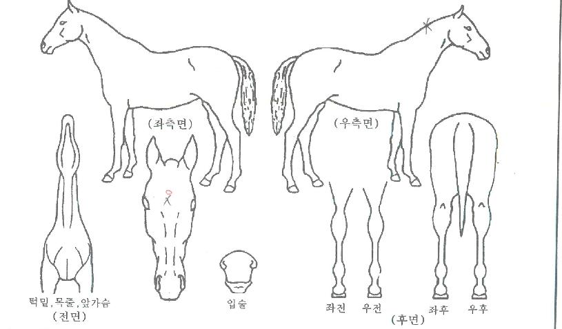 ¿ÍÀϵåÁ¦¶ó´½ÀÇ Ãø¸é,¿ì¸é,µÞ¸é,µÎ»ó,´Ù¸®ÀÇ Æ¯Â¡µµÇØ