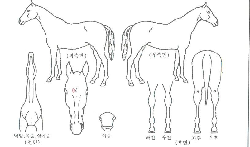 õ³â¹ÙÀÌÅ·ÀÇ Ãø¸é,¿ì¸é,µÞ¸é,µÎ»ó,´Ù¸®ÀÇ Æ¯Â¡µµÇØ