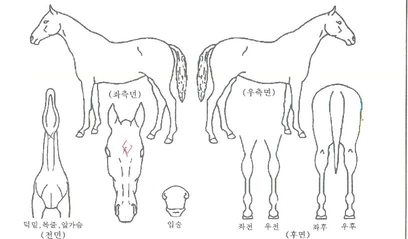 ���޴����� ����,���,�޸�,�λ�,�ٸ��� Ư¡����