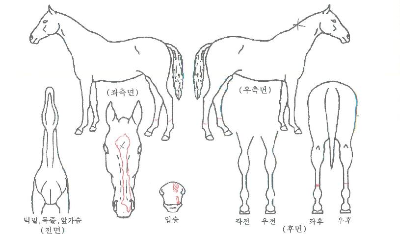 ¼±»þÀθ¶¸°ÀÇ Ãø¸é,¿ì¸é,µÞ¸é,µÎ»ó,´Ù¸®ÀÇ Æ¯Â¡µµÇØ