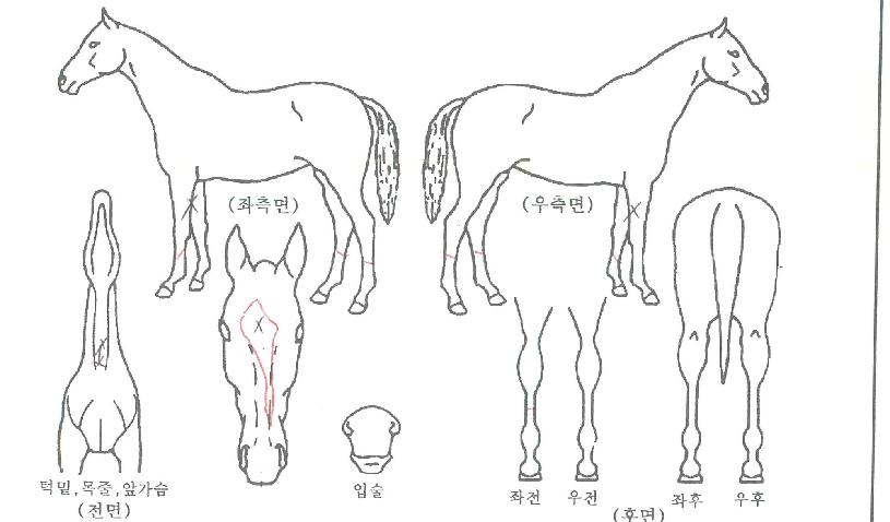 ���ο���� ����,���,�޸�,�λ�,�ٸ��� Ư¡����