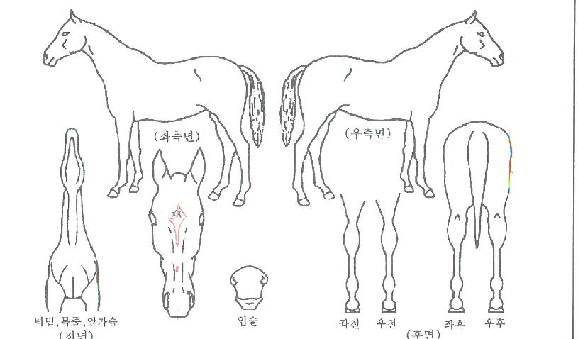 À§³ÊÅ©¶ó¿îÀÇ Ãø¸é,¿ì¸é,µÞ¸é,µÎ»ó,´Ù¸®ÀÇ Æ¯Â¡µµÇØ