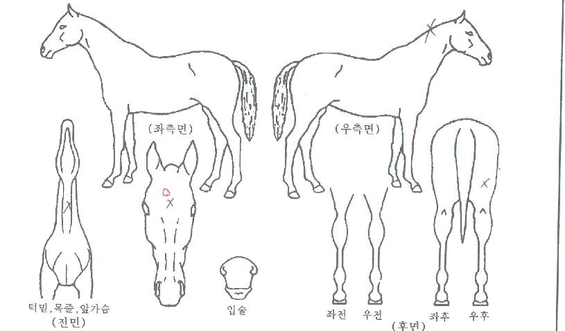 �ͺ����ǵ��� ����,���,�޸�,�λ�,�ٸ��� Ư¡����