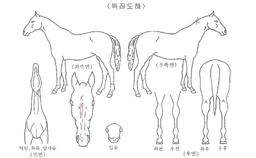 ¶ó¿ÂÁ¦ÀÓ½ºÀÇ Ãø¸é,¿ì¸é,µÞ¸é,µÎ»ó,´Ù¸®ÀÇ Æ¯Â¡µµÇØ
