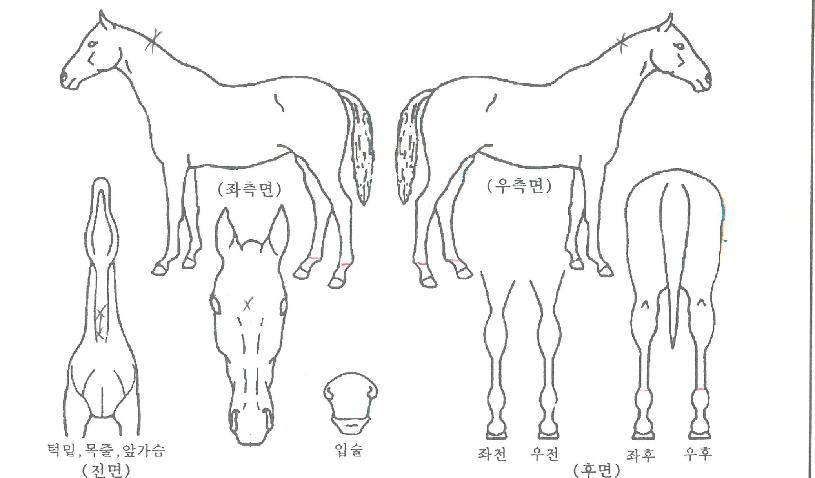 ¶ó¿ÂÆÐÆ®¸¯ÀÇ Ãø¸é,¿ì¸é,µÞ¸é,µÎ»ó,´Ù¸®ÀÇ Æ¯Â¡µµÇØ
