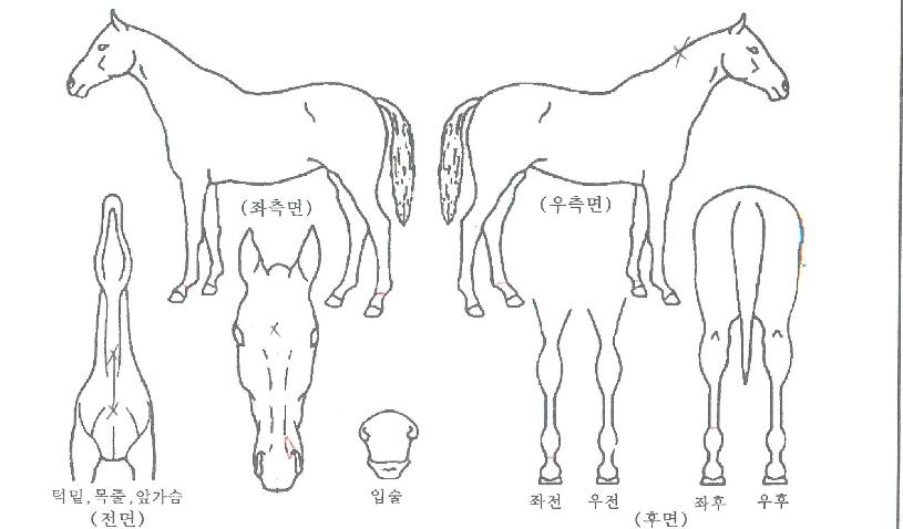 �д��Ǻ��Ѿ��� ����,���,�޸�,�λ�,�ٸ��� Ư¡����