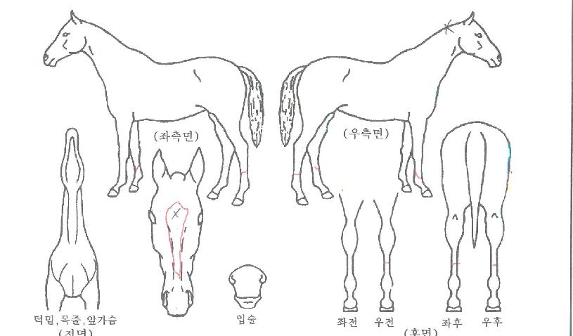 °¶·¯ÇǾÆÀÇ Ãø¸é,¿ì¸é,µÞ¸é,µÎ»ó,´Ù¸®ÀÇ Æ¯Â¡µµÇØ