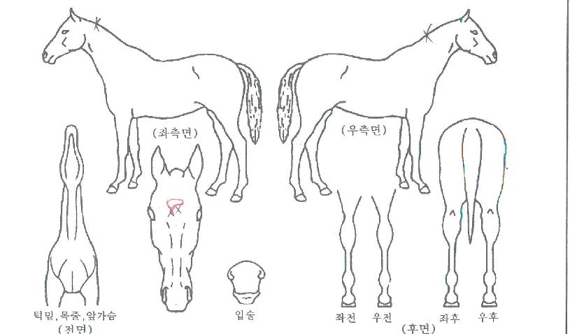 �����ǿ����� ����,���,�޸�,�λ�,�ٸ��� Ư¡����