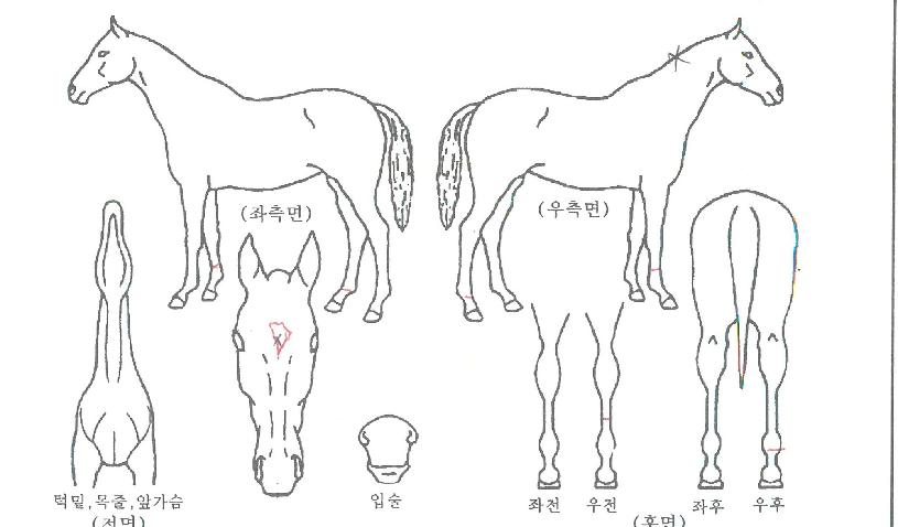 ¹ÝÁöÀÇÁúÁÖÀÇ Ãø¸é,¿ì¸é,µÞ¸é,µÎ»ó,´Ù¸®ÀÇ Æ¯Â¡µµÇØ