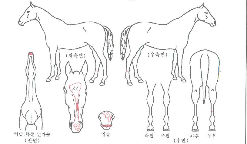 �屺�ǽô��� ����,���,�޸�,�λ�,�ٸ��� Ư¡����