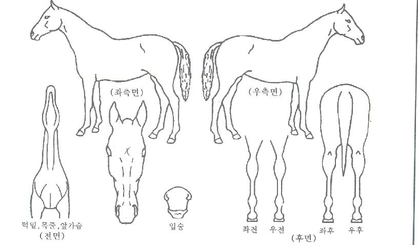 À屺ÀÇÁúÁÖÀÇ Ãø¸é,¿ì¸é,µÞ¸é,µÎ»ó,´Ù¸®ÀÇ Æ¯Â¡µµÇØ