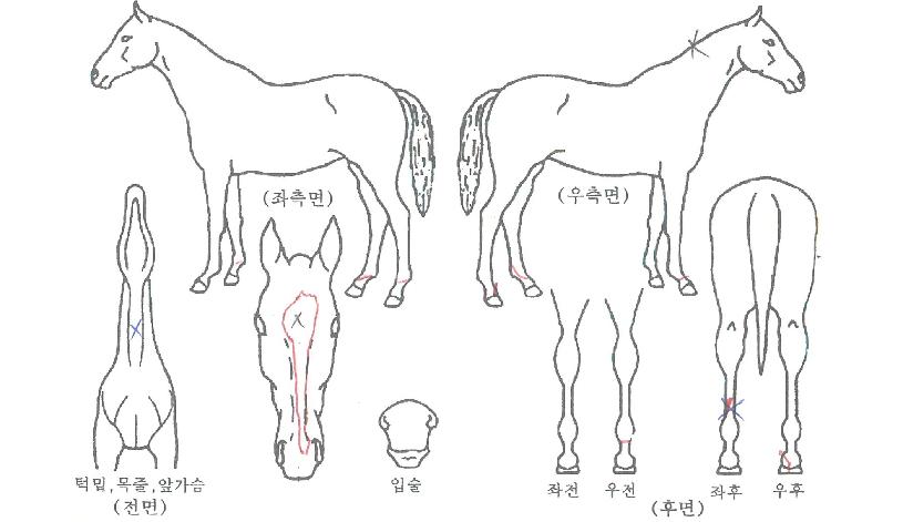 °ñµåÆÄƼÀÇ Ãø¸é,¿ì¸é,µÞ¸é,µÎ»ó,´Ù¸®ÀÇ Æ¯Â¡µµÇØ