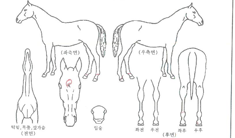 ÃÖ°Ä·ÇÁÀÇ Ãø¸é,¿ì¸é,µÞ¸é,µÎ»ó,´Ù¸®ÀÇ Æ¯Â¡µµÇØ