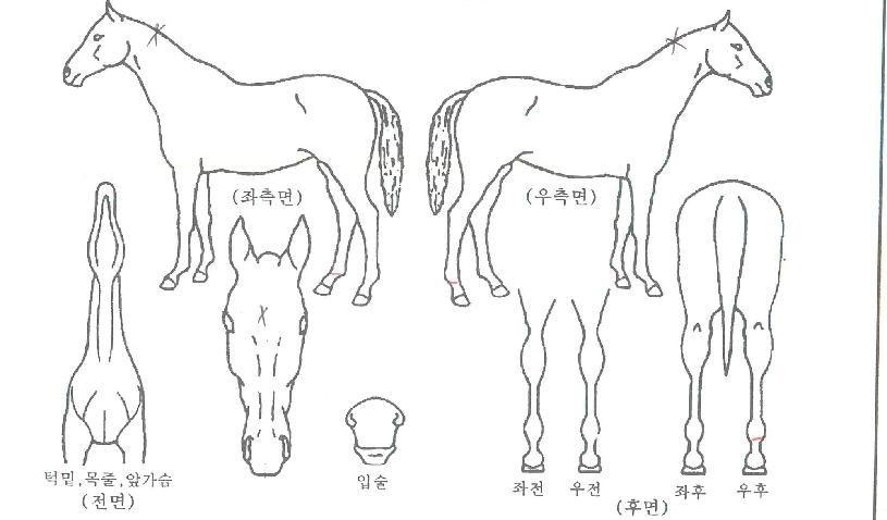 ·Î¿¸®¸â¹öÀÇ Ãø¸é,¿ì¸é,µÞ¸é,µÎ»ó,´Ù¸®ÀÇ Æ¯Â¡µµÇØ