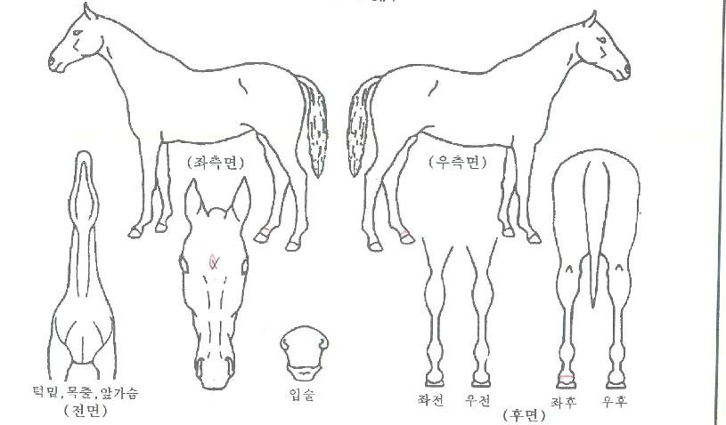 ´õĹÀÚ¸¶ÀÇ Ãø¸é,¿ì¸é,µÞ¸é,µÎ»ó,´Ù¸®ÀÇ Æ¯Â¡µµÇØ