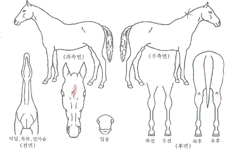 û´ã¸ÁÄ¡ÀÇ Ãø¸é,¿ì¸é,µÞ¸é,µÎ»ó,´Ù¸®ÀÇ Æ¯Â¡µµÇØ