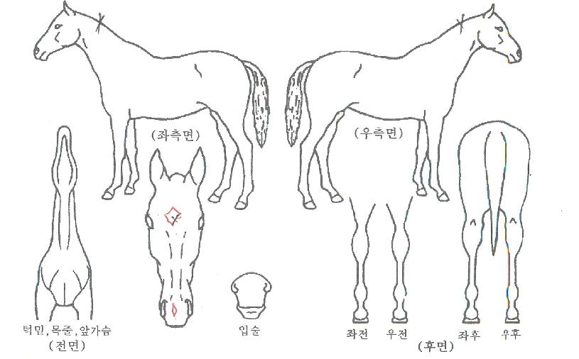 Àεð¾ð¼¸ÓÀÇ Ãø¸é,¿ì¸é,µÞ¸é,µÎ»ó,´Ù¸®ÀÇ Æ¯Â¡µµÇØ