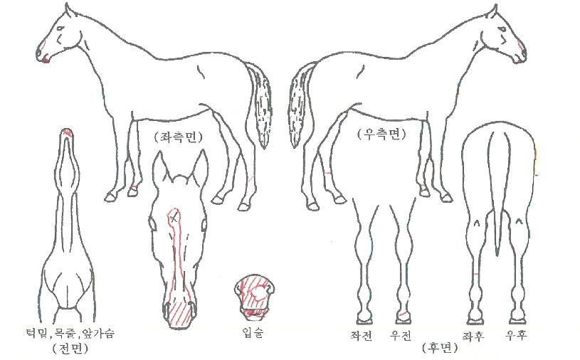 ½ÉÇø®ÆÄÀÌÀÇ Ãø¸é,¿ì¸é,µÞ¸é,µÎ»ó,´Ù¸®ÀÇ Æ¯Â¡µµÇØ