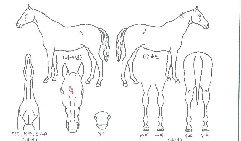 �糪���� ����,���,�޸�,�λ�,�ٸ��� Ư¡����