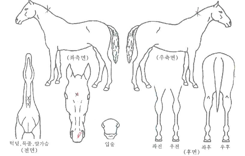 ½ºÆç¸ÞÀÌÄ¿ÀÚ¸¶ÀÇ Ãø¸é,¿ì¸é,µÞ¸é,µÎ»ó,´Ù¸®ÀÇ Æ¯Â¡µµÇØ