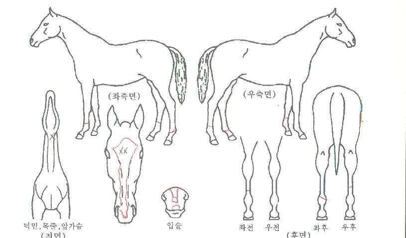 ŷ����ŷ���� ����,���,�޸�,�λ�,�ٸ��� Ư¡����