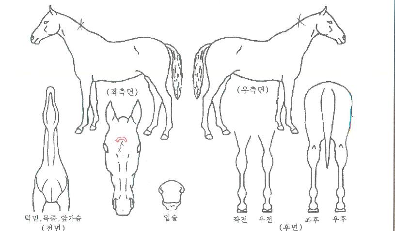 ¾Æ¸£Ä«µð¾ÆÀÇ Ãø¸é,¿ì¸é,µÞ¸é,µÎ»ó,´Ù¸®ÀÇ Æ¯Â¡µµÇØ