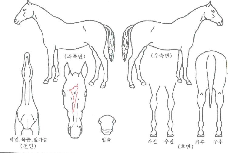 ������������ ����,���,�޸�,�λ�,�ٸ��� Ư¡����