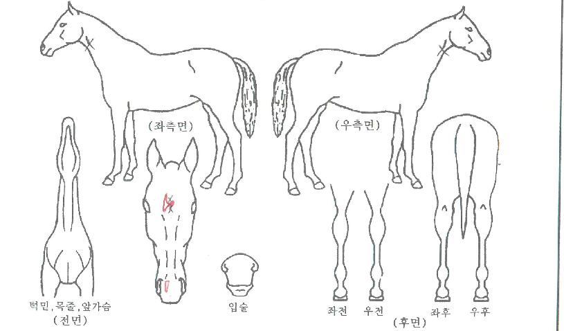 �������̾��� ����,���,�޸�,�λ�,�ٸ��� Ư¡����