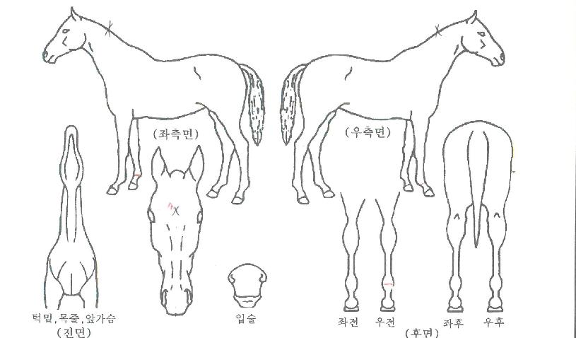 ����Ʈ����� ����,���,�޸�,�λ�,�ٸ��� Ư¡����