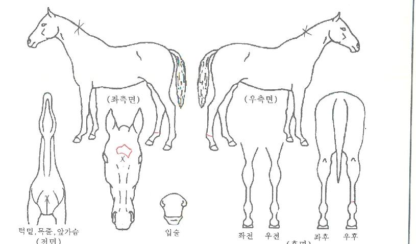 ³»ê¿©Á¦ÀÇ Ãø¸é,¿ì¸é,µÞ¸é,µÎ»ó,´Ù¸®ÀÇ Æ¯Â¡µµÇØ