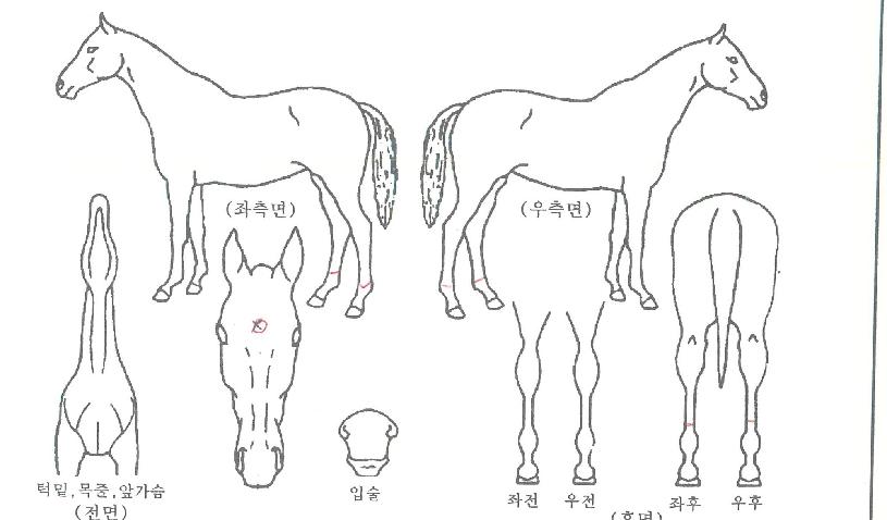�븮�����ڸ��� ����,���,�޸�,�λ�,�ٸ��� Ư¡����