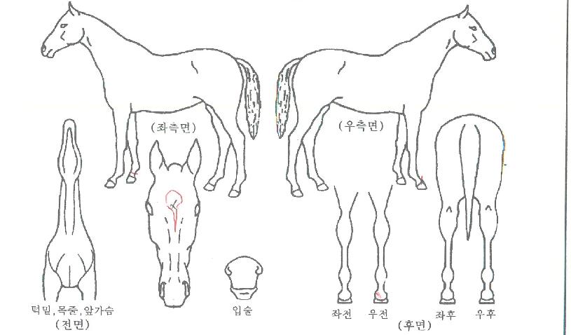 ƼÁîÁ¶ÀÌÇ®ÀÇ Ãø¸é,¿ì¸é,µÞ¸é,µÎ»ó,´Ù¸®ÀÇ Æ¯Â¡µµÇØ