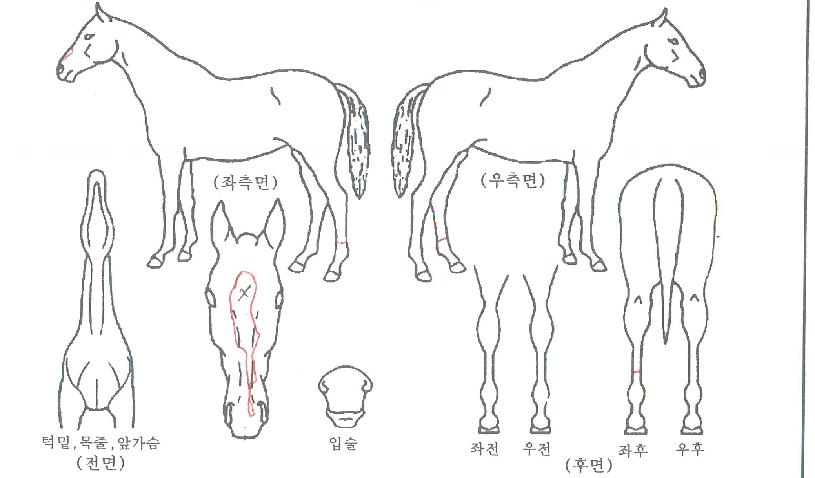 �����߷��� ����,���,�޸�,�λ�,�ٸ��� Ư¡����