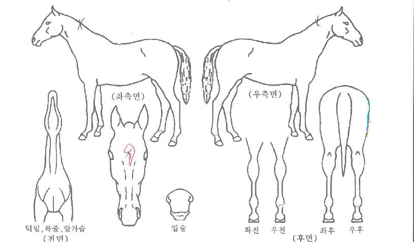 ÀÀ¿øÇØÀÇ Ãø¸é,¿ì¸é,µÞ¸é,µÎ»ó,´Ù¸®ÀÇ Æ¯Â¡µµÇØ