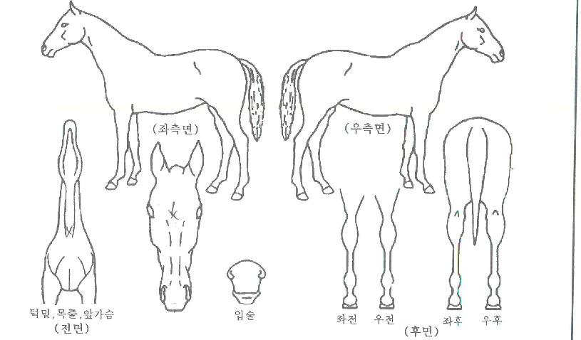 ���Ƽ���� ����,���,�޸�,�λ�,�ٸ��� Ư¡����