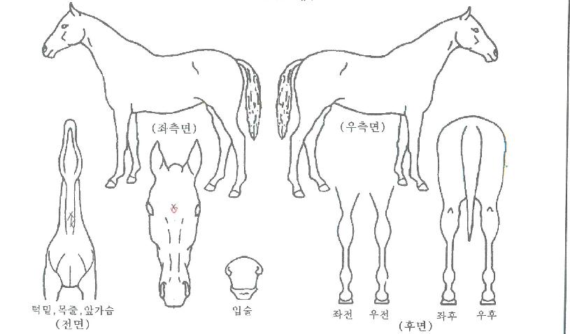 ���̺����̵��� ����,���,�޸�,�λ�,�ٸ��� Ư¡����