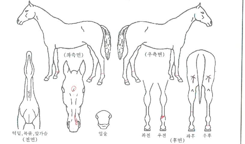 Àå»ê·ÎÁîÀÇ Ãø¸é,¿ì¸é,µÞ¸é,µÎ»ó,´Ù¸®ÀÇ Æ¯Â¡µµÇØ