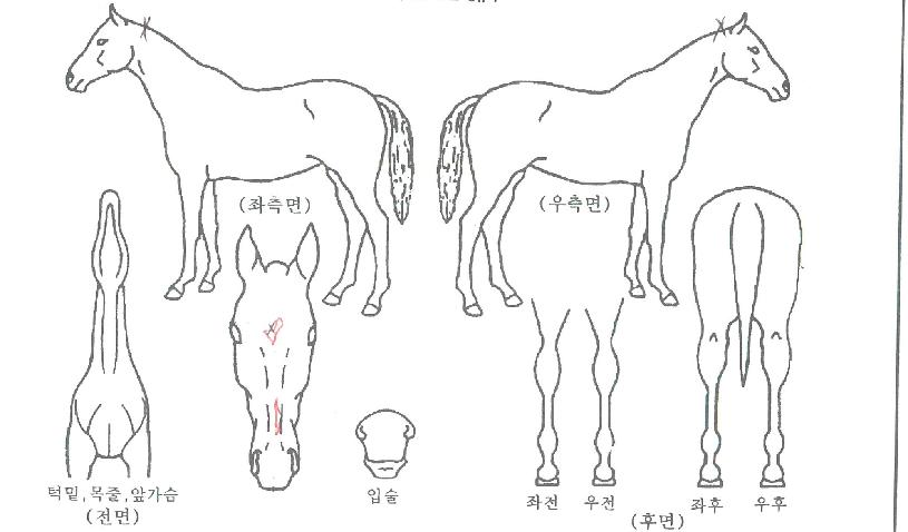 ����ġ�� ����,���,�޸�,�λ�,�ٸ��� Ư¡����