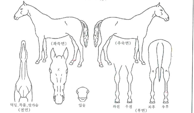 ������ڸ��� ����,���,�޸�,�λ�,�ٸ��� Ư¡����