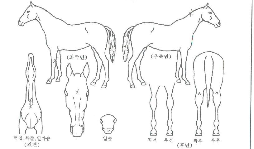 ¾Æ¾ß³ªÀÇ Ãø¸é,¿ì¸é,µÞ¸é,µÎ»ó,´Ù¸®ÀÇ Æ¯Â¡µµÇØ