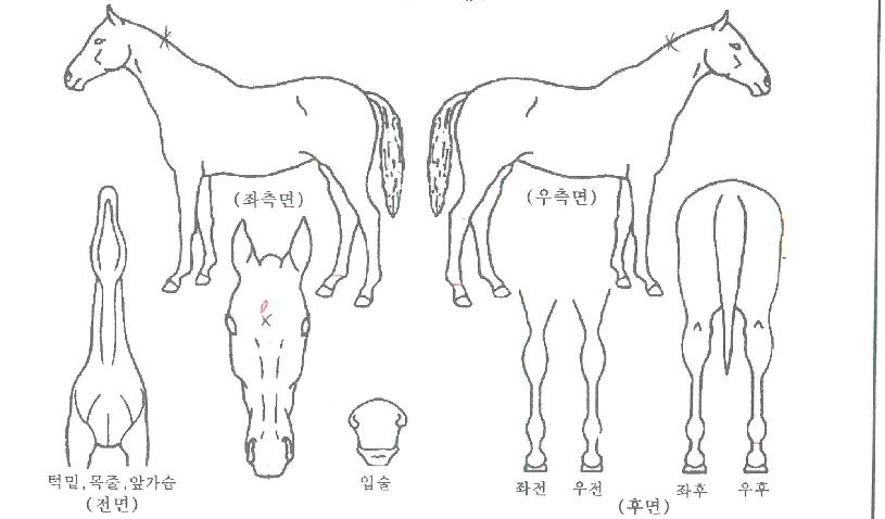 ����������ڸ��� ����,���,�޸�,�λ�,�ٸ��� Ư¡����