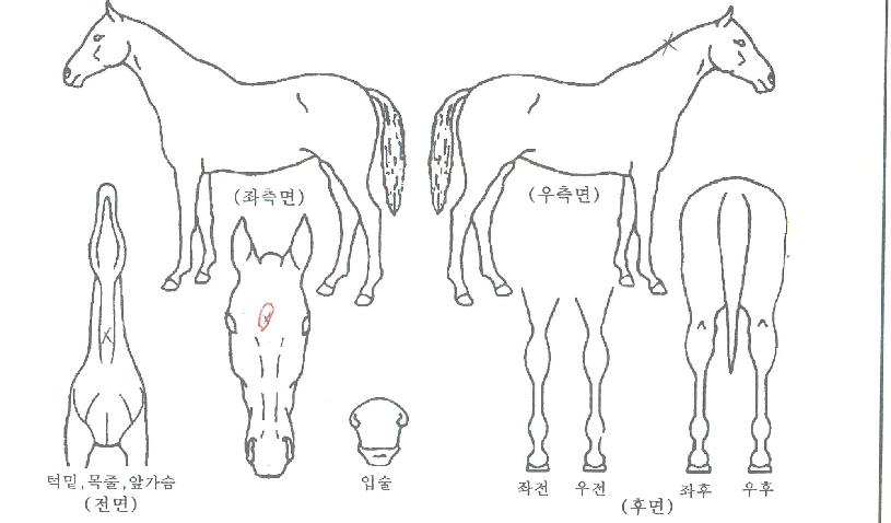 ��ũ�����̵��� ����,���,�޸�,�λ�,�ٸ��� Ư¡����