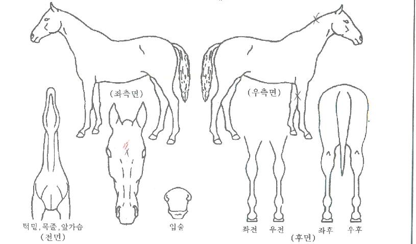 Á¤¼ººñÄ¡ÀÇ Ãø¸é,¿ì¸é,µÞ¸é,µÎ»ó,´Ù¸®ÀÇ Æ¯Â¡µµÇØ