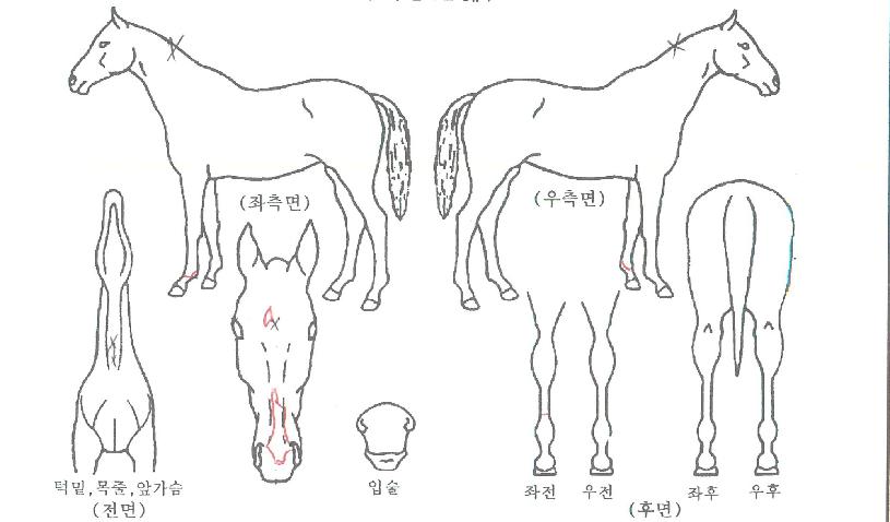 ´Ù°æÈñ¸ÁÀÇ Ãø¸é,¿ì¸é,µÞ¸é,µÎ»ó,´Ù¸®ÀÇ Æ¯Â¡µµÇØ