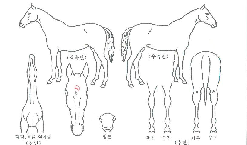 �ݳ뷡�� ����,���,�޸�,�λ�,�ٸ��� Ư¡����