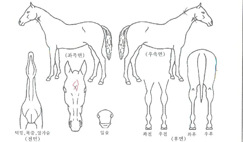 ���������� ����,���,�޸�,�λ�,�ٸ��� Ư¡����