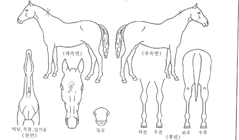 ³¯¾Æ¶óÈúÀÇ Ãø¸é,¿ì¸é,µÞ¸é,µÎ»ó,´Ù¸®ÀÇ Æ¯Â¡µµÇØ