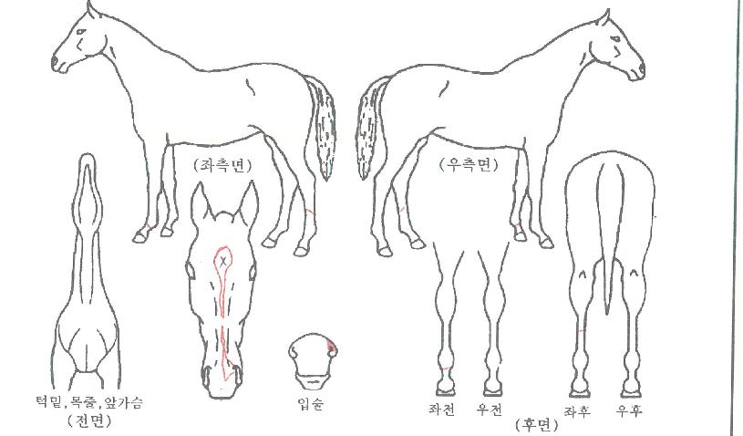 ���������� ����,���,�޸�,�λ�,�ٸ��� Ư¡����