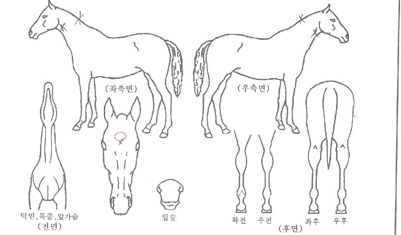 ¿ì¸®Æ°Æ°ÀÌÀÇ Ãø¸é,¿ì¸é,µÞ¸é,µÎ»ó,´Ù¸®ÀÇ Æ¯Â¡µµÇØ