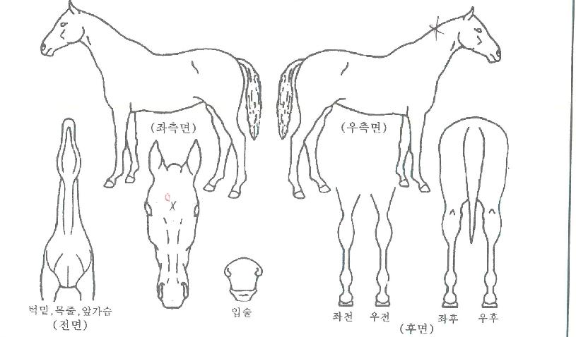 À§½ºÆÛ¿ø´õÀÇ Ãø¸é,¿ì¸é,µÞ¸é,µÎ»ó,´Ù¸®ÀÇ Æ¯Â¡µµÇØ